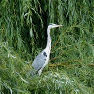Reiger