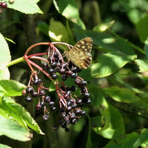 Vlinder